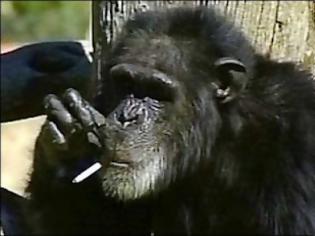 Φωτογραφία για Ουρακοτάγκος μετακομίζει... γιατί καπνίζει