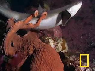 Φωτογραφία για Χταπόδι VS Καρχαρίας - Ποιος θα φάει ποιον; (video)