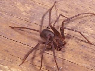 Φωτογραφία για Δηλητηριώδεις αράχνες κατέλαβαν το διαμέρισμά του