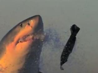Φωτογραφία για Η επίθεση ενός λευκού καρχαρία σε slow motion [video]