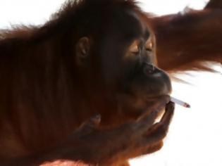 Φωτογραφία για Ινδονησία: Ουρακοτάγκος σε… απεξάρτηση από το κάπνισμα