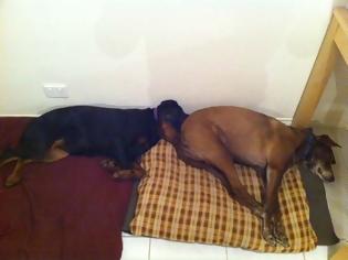 Φωτογραφία για ΔΕΙΤΕ: Παράξενες στάσεις ύπνου για σκύλους