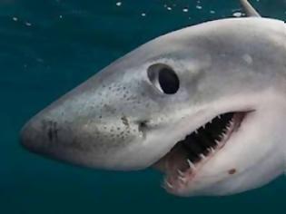 Φωτογραφία για Οι καρχαρίες έχουν τo τέλειο χαμόγελο