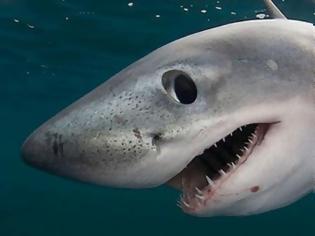 Φωτογραφία για VIDEO: Η επίθεση ενός λευκού καρχαρία σε slow motion