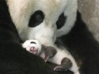 Φωτογραφία για Γέννηση γιγάντιου panda στον ζωολογικό του Σαν Ντιέγκο