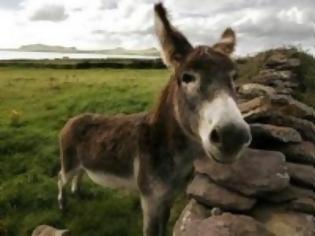 Φωτογραφία για ΑΠΙΣΤΕΥΤΟ: Μετέφεραν χασίς στην Ελλάδα με… γάιδαρο!