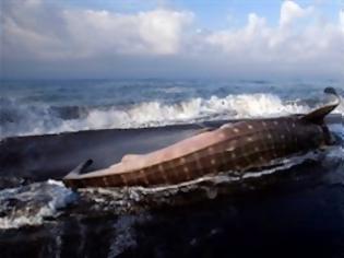 Φωτογραφία για ΔΕΙΤΕ: Άδοξο τέλος για το μεγαλύτερο ψάρι στον κόσμο