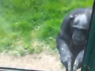 Φωτογραφία για Απίστευτο βίντεο με πίθηκο να δείχνει σε άνθρωπο πως να αποδράσει!