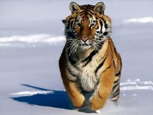 Φωτογραφία για Τα ορυχεία γαιάνθρακα είναι η μεγαλύτερη απειλή για τις ινδικές τίγρεις