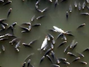 Φωτογραφία για Δεκάδες νεκρά ψάρια εντοπίστηκαν στον Πηνειό