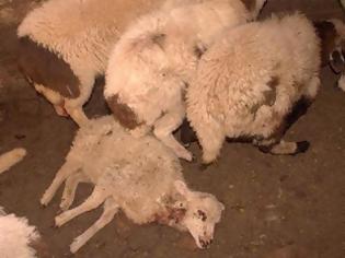 Φωτογραφία για Eστία μόλυνσης τα 400 πρόβατα που κεραυνοβολήθηκαν στην Κόνιτσα!
