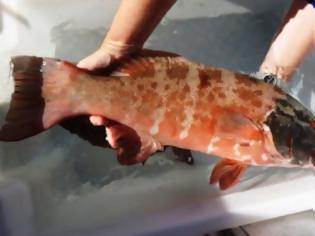 Φωτογραφία για Απίστευτο: Ανιχνεύθηκε καρκίνος του δέρματος σε ψάρια για πρώτη φορά!