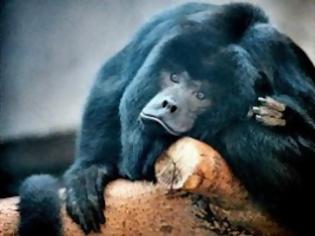 Φωτογραφία για Και οι μαϊμούδες παθαίνουν κατάθλιψη
