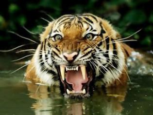 Φωτογραφία για Ινδία: Οι τίγρεις απειλούνται από τα ορυχεία γαιάνθρακα