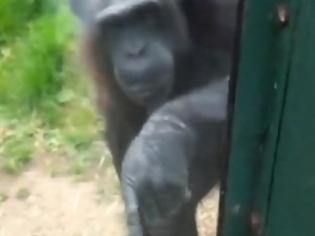 Φωτογραφία για ΣΥΓΚΙΝΗΤΙΚΟ VIDEO: Χιμπατζής ζητά από επισκέπτες να τον ελευθερώσουν!