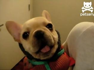 Φωτογραφία για VIDEO: Το σκυλάκι που λέει σ' αγαπώ