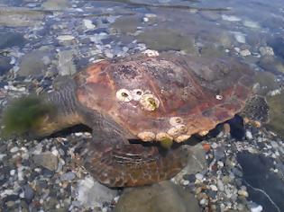 Φωτογραφία για Βγήκε χελώνα (Καρέτα – Καρέτα) στη στεριά