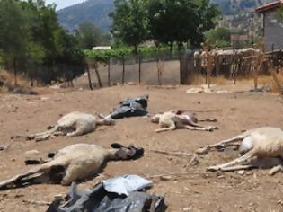 Φωτογραφία για Αγέλη λύκων κατασπάραξε πρόβατα στην Κρήνη Τρικάλων