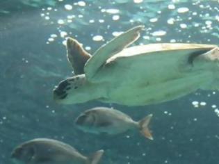 Φωτογραφία για Τρεις νεκρές θαλάσσιες χελώνες στη Σαλαμίνα