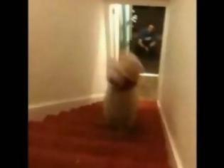 Φωτογραφία για Ο σκύλος που κατεβαίνει τις σκάλες με τα δυο πόδια