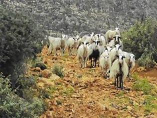 Φωτογραφία για Οι ζωοκλοπές του... Δεκαπενταύγουστου