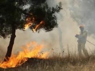 Φωτογραφία για Φωτιά στην Ανάβρα Μαγνησίας!