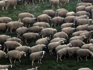 Φωτογραφία για Πρωτότυπο κολιέ στα πρόβατα θα προειδοποιεί για τις επιθέσεις λύκων