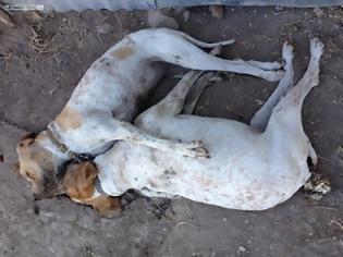 Φωτογραφία για Θανάτωση σκύλων στην Ερεσό Λέσβου