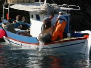 Φωτογραφία για Αρχιπέλαγος: 8 Αυγούστου 2012 - Η τελευταία ψαριά στις ελληνικές θάλασσες