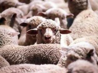 Φωτογραφία για Δεν είναι πλάκα!!!Πρόβατα ειδοποιούν με sms όταν δέχονται επίθεση από λύκους !!!
