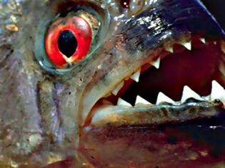 Φωτογραφία για Κι άλλο πιράνχα ψάρεψαν στον Έβρο!