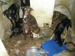 Φωτογραφία για ΣΟΚ! Εγκατέλειψαν σε σπίτι 30 σκυλιά