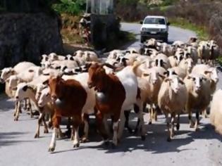 Φωτογραφία για Στη Λιβύη 5.500 πρόβατα από την Κρήτη