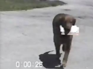 Φωτογραφία για Video: Ο σκύλος που φέρνει την εφημερίδα