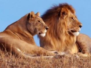 Φωτογραφία για Λιοντάρια στέλνουν… SMS