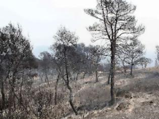 Φωτογραφία για Αύριο ξεκινά η αποτίμηση της ζημιάς από την πυρκαγιά στην Ουρανούπολη