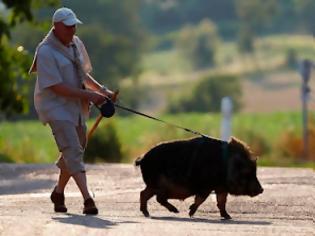 Φωτογραφία για Τι πιο φυσιολογικό; Έχουν για κατοικίδιο ένα αγριογούρουνο...