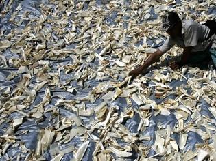 Φωτογραφία για Εξαγριώνονται οι οι-κωλο-γοι για τη θανάτωση καρχαριών