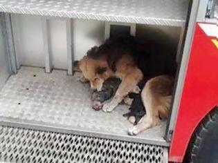 Φωτογραφία για Σκύλος σώζει κουτάβια απο φλεγόμενο κτήριο! (Photos)