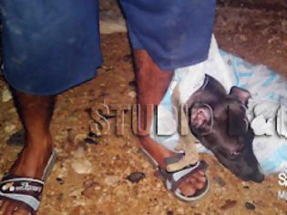 Φωτογραφία για Αργος: Φρίκη Ασιάτες σκοτώνουν αδέσποτα για να τα φάνε