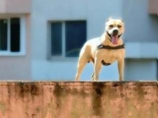 Φωτογραφία για VIDEO: Σκύλος κάνει… parkour!