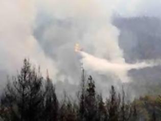 Φωτογραφία για Από τα τέλη Αυγούστου οι αποζημιώσεις στους πυρόπληκτους της Χαλκιδικής