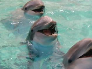 Φωτογραφία για Ο απίστευτος κόσμος των δελφινιών [ΕΚΠΛΗΚΤΙΚΟ ΒΙΝΤΕΟ]