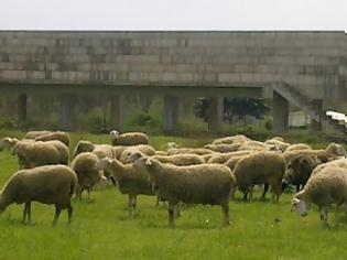 Φωτογραφία για Έλειπαν τα ενώτια από τα πρόβατα και το... κατάλυμα για τα σκυλιά