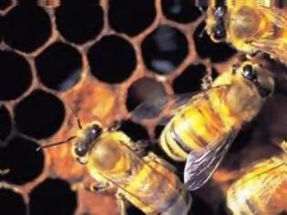 Φωτογραφία για 'Εάν η μέλισσα εξαφανιστεί από προσώπου Γης, ο άνθρωπος θα έχει μόνο τέσσερα χρόνια ζωής...