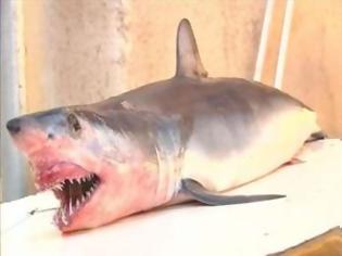 Φωτογραφία για Ψαράς έπιασε μικρό καρχαρία στο Ακρωτήρι Χανίων [Photos]