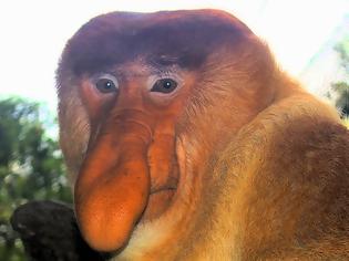 Φωτογραφία για ΔΕΙΤΕ: Οι μαϊμούδες με τη μεγάλη μύτη