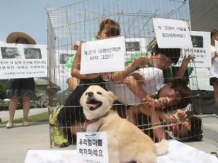 Φωτογραφία για NOTIA KOΡΕΑ: Τρώνε …σκυλιά για να αντέξουν τη ζέστη;