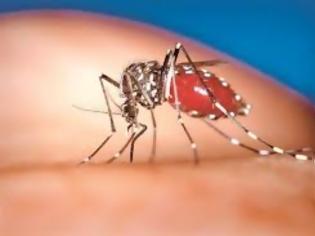 Φωτογραφία για Δεν υπάρχει θέμακαραντίνας εξαιτίας του ιού του Δυτικού Νείλου σε Καβάλα και Ξάνθη
