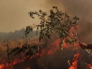 Φωτογραφία για Σε εξέλιξη η δασική πυρκαγιά στη Χίο